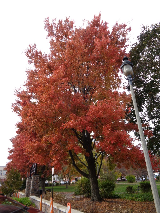 Autumn tree.jpg